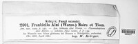 Frankiella alni image